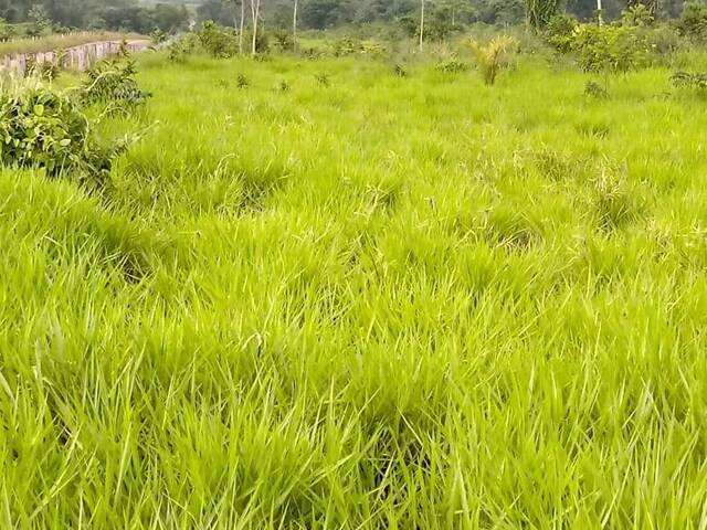 Fazenda para Venda em Aripuanã - 5