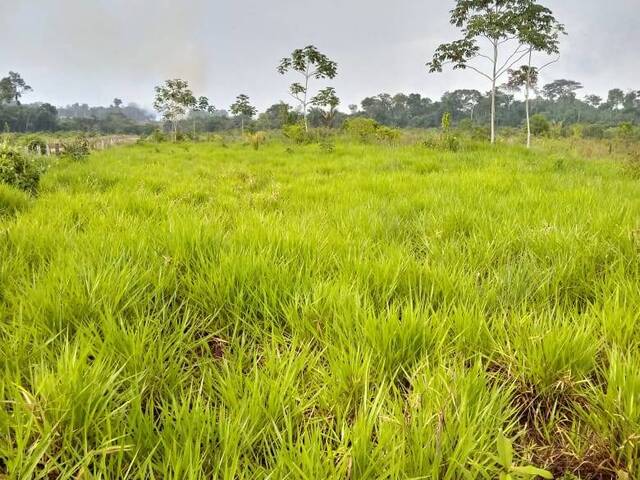 #180 - Fazenda para Venda em Aripuanã - MT