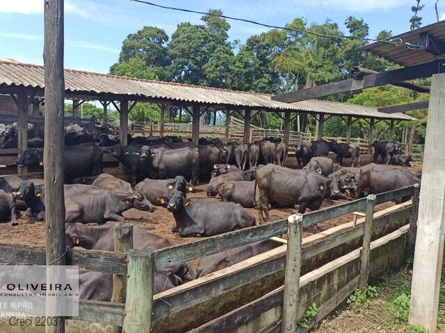 Venda em Zona de Pecuária - Pilar do Sul