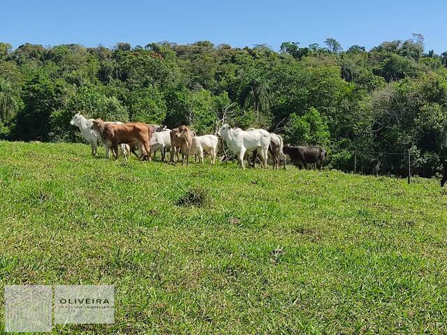 #344 - Chácara para Venda em Alambari - SP - 1