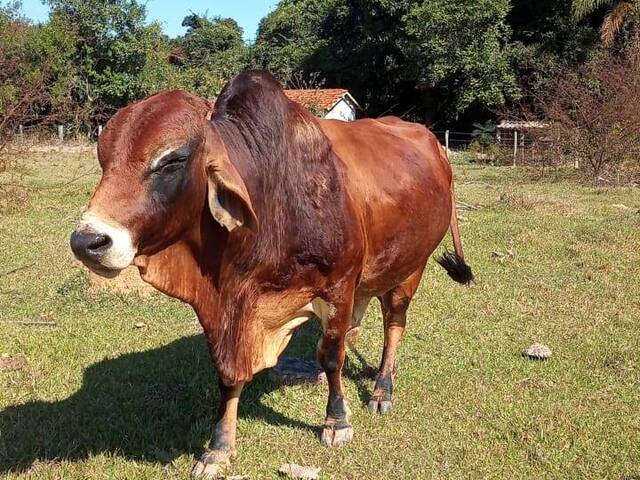 #345 - Chácara para Venda em Angatuba - SP - 1