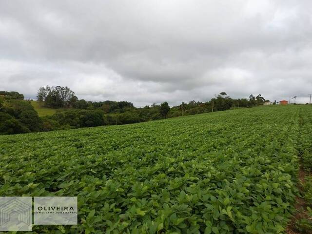 #356 - Chácara para Venda em Itapetininga - SP - 3