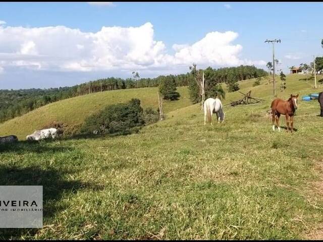 #356 - Chácara para Venda em Itapetininga - SP - 2