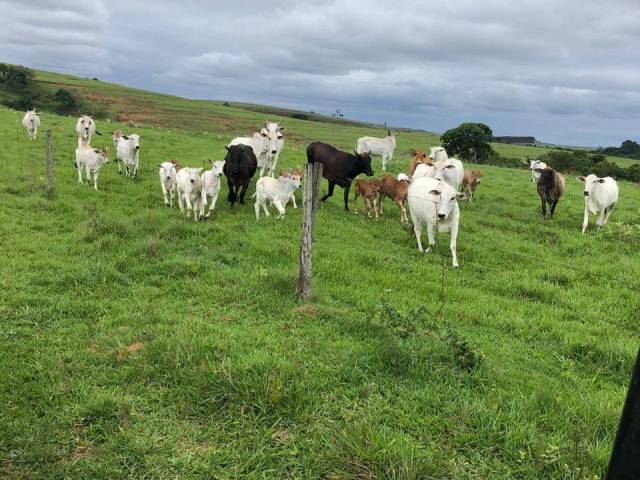 Venda em Alambary Residencial - Alambari